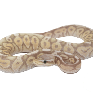 Banana Pewter Ball Python