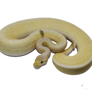 Banana Pewter Blast Ball Python Male (#112624-03)