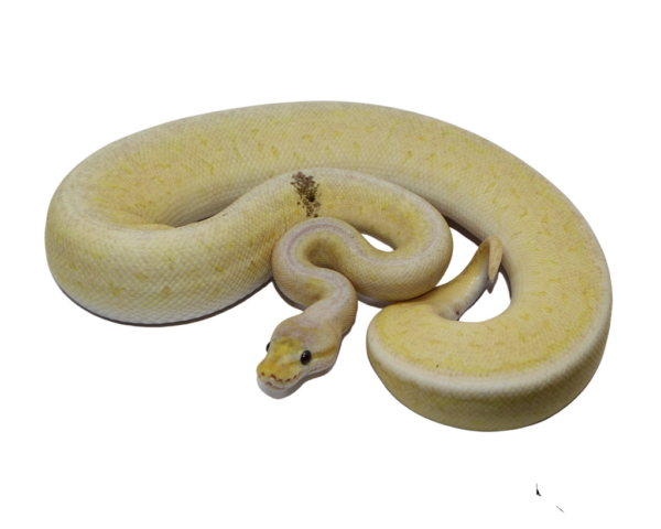 Banana Pewter Blast Ball Python Male (#112624-03)