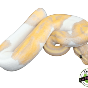 banana pied ball python for sale