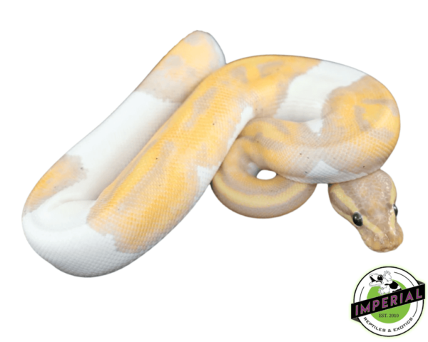 banana pied ball python for sale