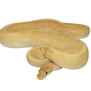 Banana Pinstripe Ball Python Adult Male