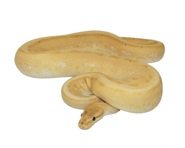 Banana Pinstripe Ball Python Adult Male