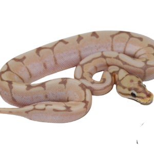 Banana Spider Ball Python Baby