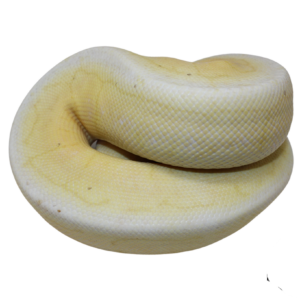 Banana Spinner Blast Cinnamon Ball Python Male (#112624-06)