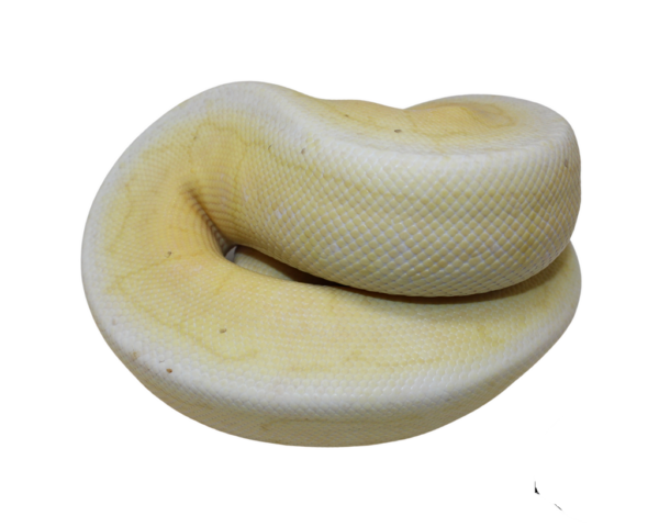 Banana Spinner Blast Cinnamon Ball Python Male (#112624-06)