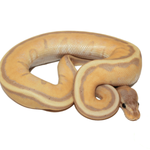 Banana Stripe Ball Python