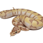 Banana Super Enchi Ball Python