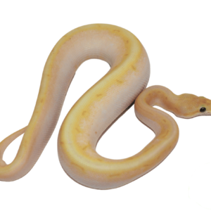 Banana Super Enchi Spinnerblast Ball Python