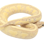 Banana Superstripe Ball Python