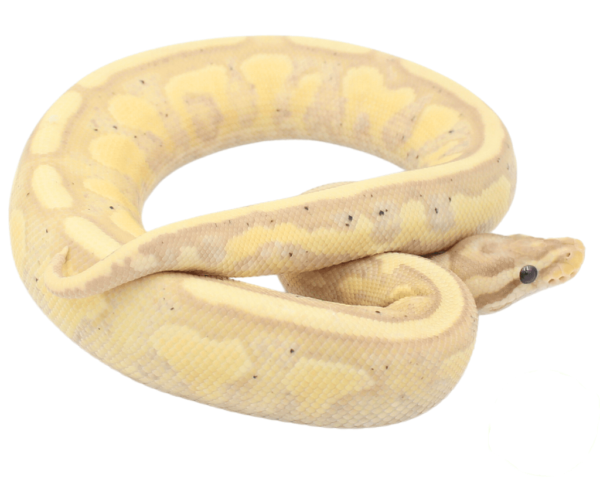 Banana Superstripe Ball Python