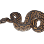 Black Pastel Ghost Ball Python