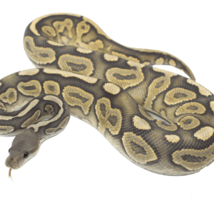 Black Pastel Ghost Ball Python Adult Male