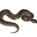 Blackhead Ball Python