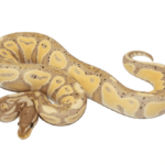 Blackhead Banana Ball Python