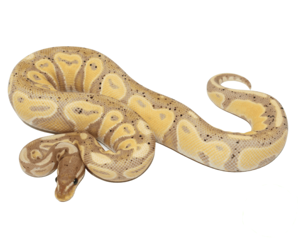 Blackhead Banana Ball Python