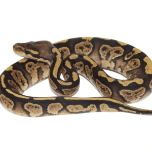 Blackhead Fire Ball Python