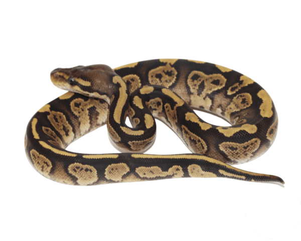 Blackhead Fire Ball Python