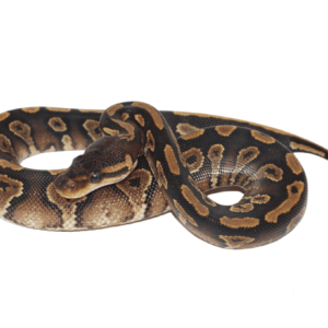 Blackhead Yellowbelly Ball Python