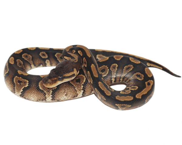 Blackhead Yellowbelly Ball Python