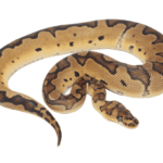 Blade Clown Ball Python