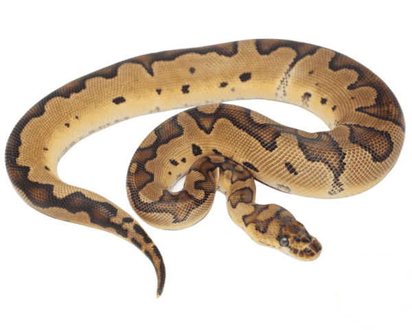 Blade Clown Ball Python