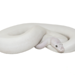 Blue Eyed Leucistic Sub Adult Female