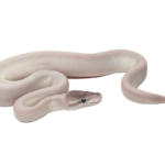 blue eyed leucistic ball python for sale