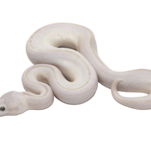 Baby Blue Eyed Leucistic Ball Python for Sale