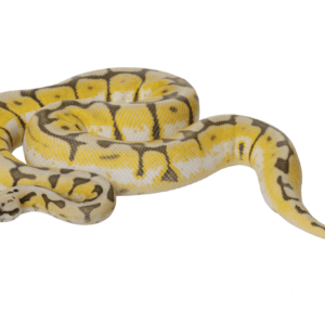 Bumble Bee Ball Python