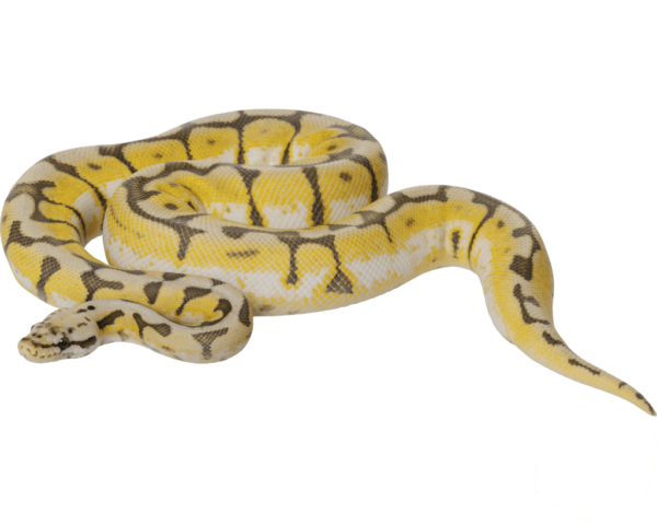 Bumble Bee Ball Python