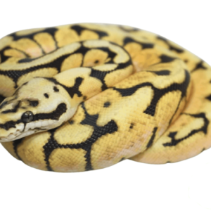 Bumble Bee Ball Python Baby