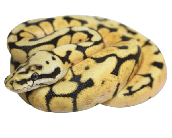 Bumble Bee Ball Python Baby