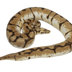 Bumblebee Ball Python Adult Female