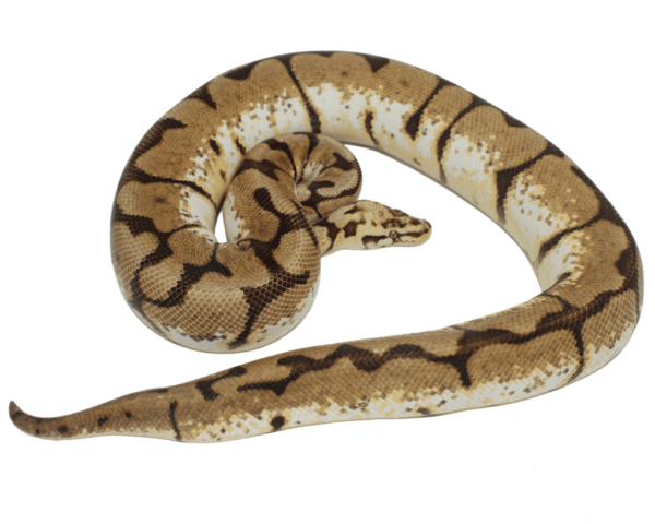 Bumblebee Ball Python Adult Female