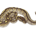 Butter Ball Python Baby