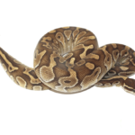 Butter Cinnamon Het Hypo Ball Python