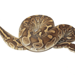 Butter Cinnamon Het Hypo Ball Python