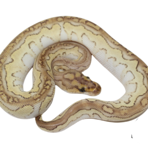 Butter Clown Ball Python Baby