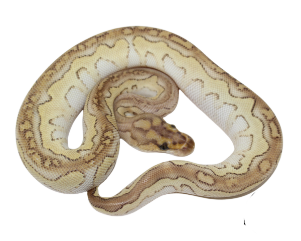 Butter Clown Ball Python Baby