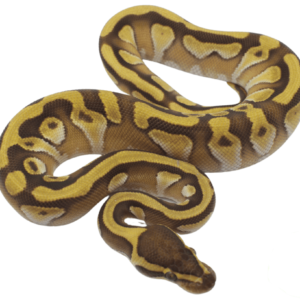 Butter Enchi Ball Python