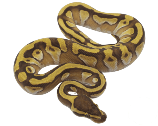 Butter Enchi Ball Python