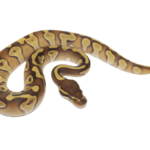 Butter Enchi Ball Python