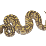 Butter Ghost Ball Python