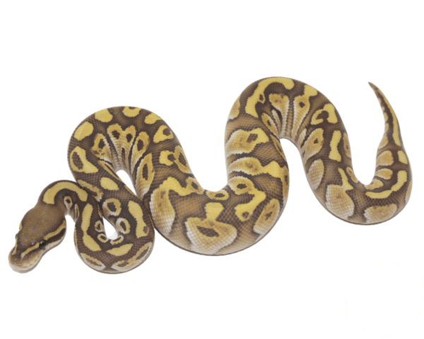 Butter Ghost Ball Python