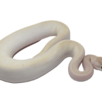 Butter Ivory Genetic Stripe Ball Python