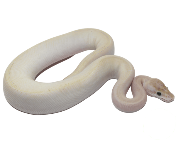 Butter Ivory Genetic Stripe Ball Python