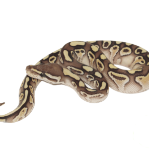 Butter Yellowbelly Ball Python