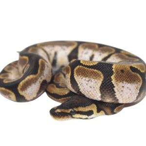 Calico Ball Python