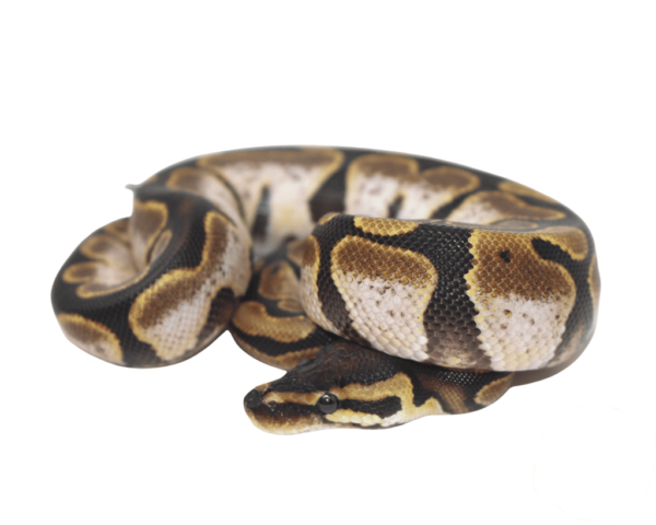 Calico Ball Python